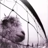 Винил Pearl Jam – Vs. (LP)