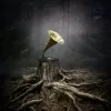 Аквариум – Тор (LP)